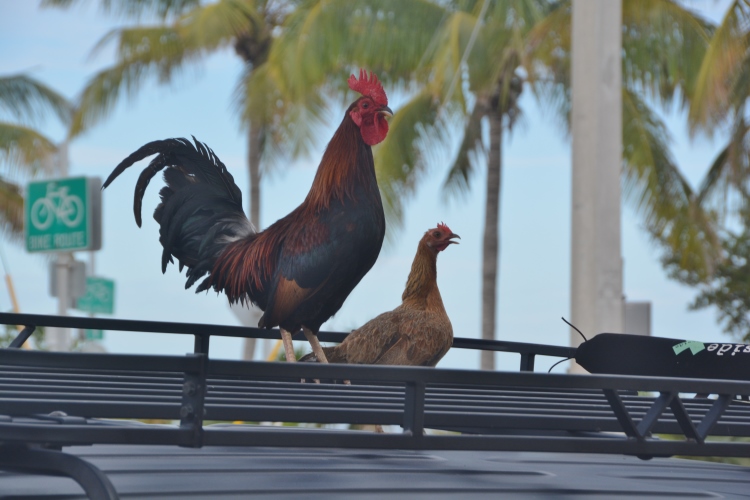 roostes on roof of car